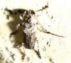 Pogonocherus perroudi
